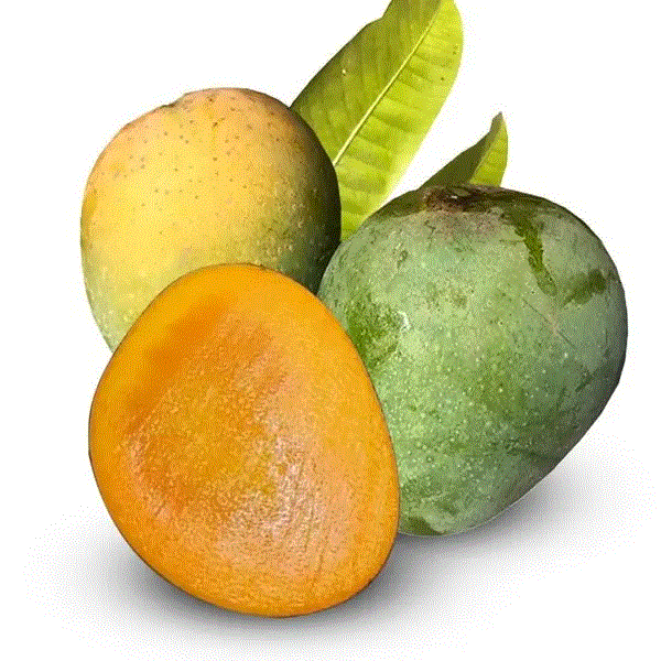 প্রিমিয়াম হিমসাগর আম (সাতক্ষিরার)